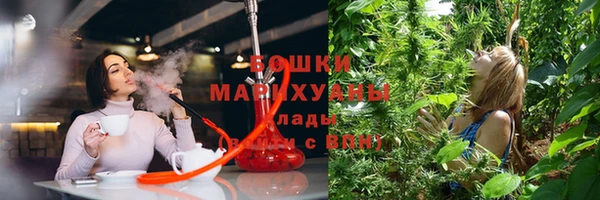 прущие грибы Надым